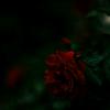 irisshendricks - @irisshendricks - TikTok