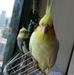Iris Ho - Facebook