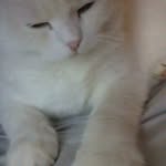 iris - @hood_iris.kitty - Instagram
