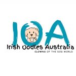 Irish Oodles Australia - @irishoodlesaustralia - Instagram
