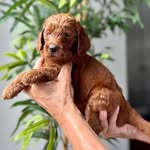MOOSE 🫎 - @irish.oodle.moose - Instagram