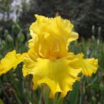 Iris garden in Lomis CA: Mary Ann, Doug and Lori - @hortonirisgarden - Instagram