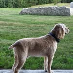 Rebecca Iris Horvath - @pkbeccpa - Instagram