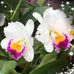Iris Harrell Houston - Facebook