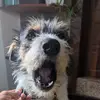 Iris Howard - @big1nepali - TikTok