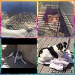 Bobby_Iris_humphrey_MIstletoe - @bobby_iris_humphrey_mistletoe - Instagram