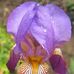 Iris Hutchison - Facebook