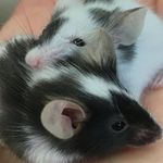 Roman And Iris Hyde-Rocco - @romanandiris - Instagram