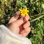 Iris_ivory - @lal_.duatpuii - Instagram