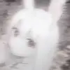 iris ivory - @iris.1vory - TikTok