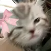 🌷🌸🎀 - @ivoryiris3 - TikTok