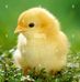 Iris Izquierdo - Facebook