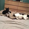 JessieIris - @jessie_iris01 - TikTok