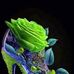 Iris Joly - Facebook