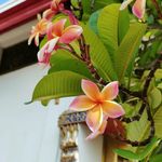 Iris - @iris_jungle - Instagram