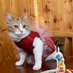 Ириска - @iriskaolegovna8855 - Instagram