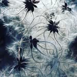 Iris - @iris.kasperek.closeup - Instagram