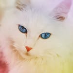 moonstar - @iriskaspert - Instagram