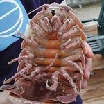 Iris, Kenny, And Big Daddy - @heckin.isopod.hours - Instagram