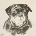 Precious Pet Portraits by Iris Kinsey - Facebook