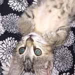 Iris💞 - @_iris.kitty_ - Instagram