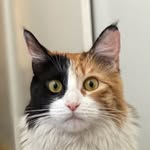 Iris 😽 - @iris.kittymiau - Instagram