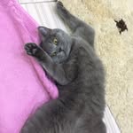 Iris 💜 - @iris_kitten_ - Instagram