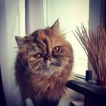 Iris - @_iris_kitten_ - Instagram