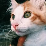 IRIS 🌈✨💫😻 - @iris_kitty_ - Instagram