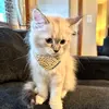 Iris 🐈 - @iriskitty_ - TikTok