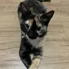 Iris kitty - @_iris_kitty - TikTok