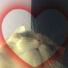 Iris kitty-kitty!✩ - @iriskittykitty - TikTok