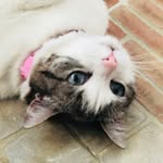 IRIS MARIA - @iris__kitty - Instagram