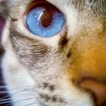 🐈Meowmeow - @i.r.i.s.k.i.t.t.y - Instagram
