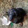 Iris - @iriskrug6 - TikTok