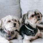 Iris Lam - Facebook