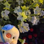 Iris Lam - Facebook