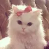 ˚₊‧꒰ა fawnelle ໒꒱ ‧₊˚ - @irishland - TikTok