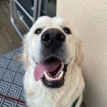 Iris de Laporte - @laporteirisde - Instagram