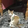 iris larios - @irislarios12345 - TikTok