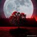 Iris Light - Facebook