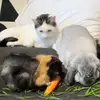 Iris,Lincoln&beau - @irislincolnbeau - TikTok