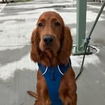 Lincoln Gibbs - @lincoln_the_irish_setter - Instagram