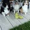 Lind Iris - @lind.iris - TikTok