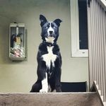 Iris - @lorddarthiris - Instagram