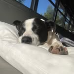 𝙻𝚞𝚌𝚔𝚢 + 𝙸𝚛𝚒𝚎 🐾 - @literally.lucky - Instagram