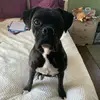 IRIS THE BOXER 🐶 - @iris_may18 - TikTok