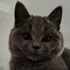 跃然纸上 - @irismcdonald8 - TikTok