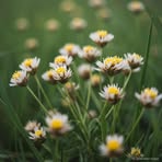 Iris Meadows - Facebook