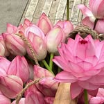 Iris Meadows - @treigrudic - Instagram